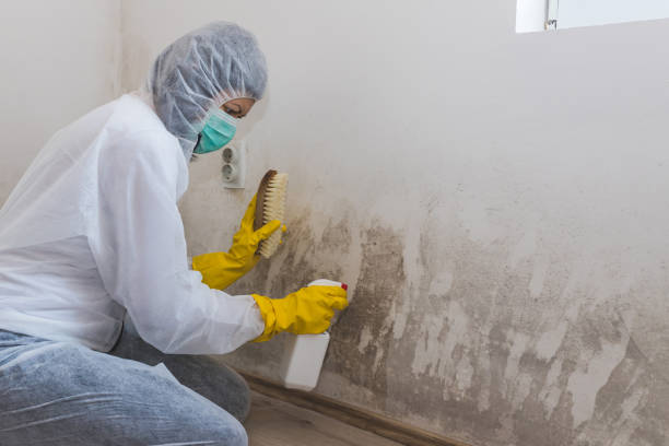 Mold Removal and Inspection in Gallatin, MO