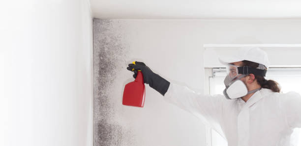Best Toxic Mold Removal  in Gallatin, MO